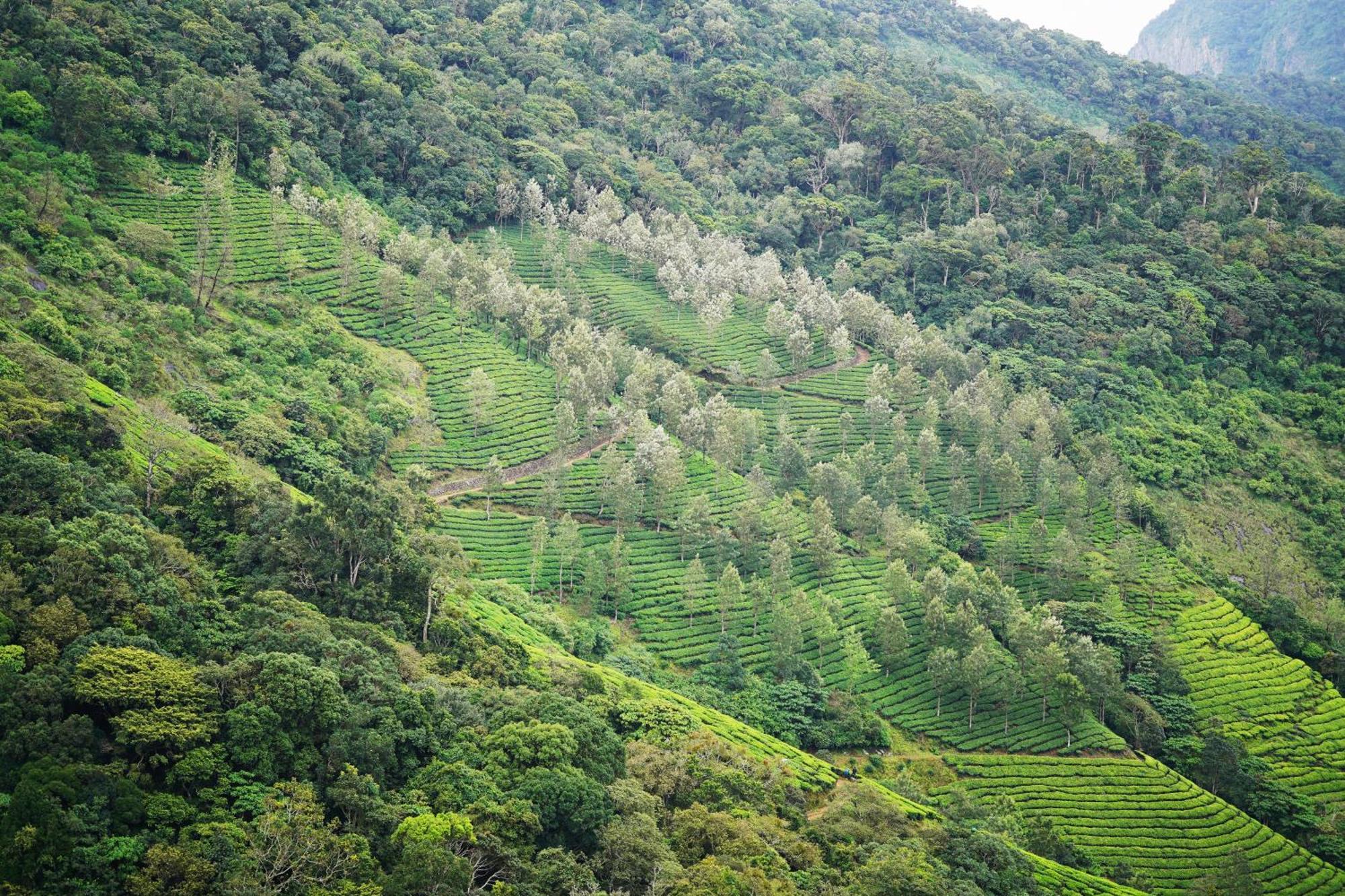 The Teatree Munnar Hotell Suryanelli Eksteriør bilde
